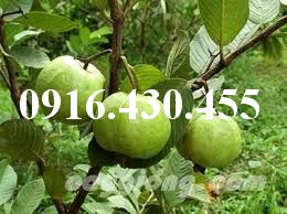 Cây giống ổi nữ hoàng 
